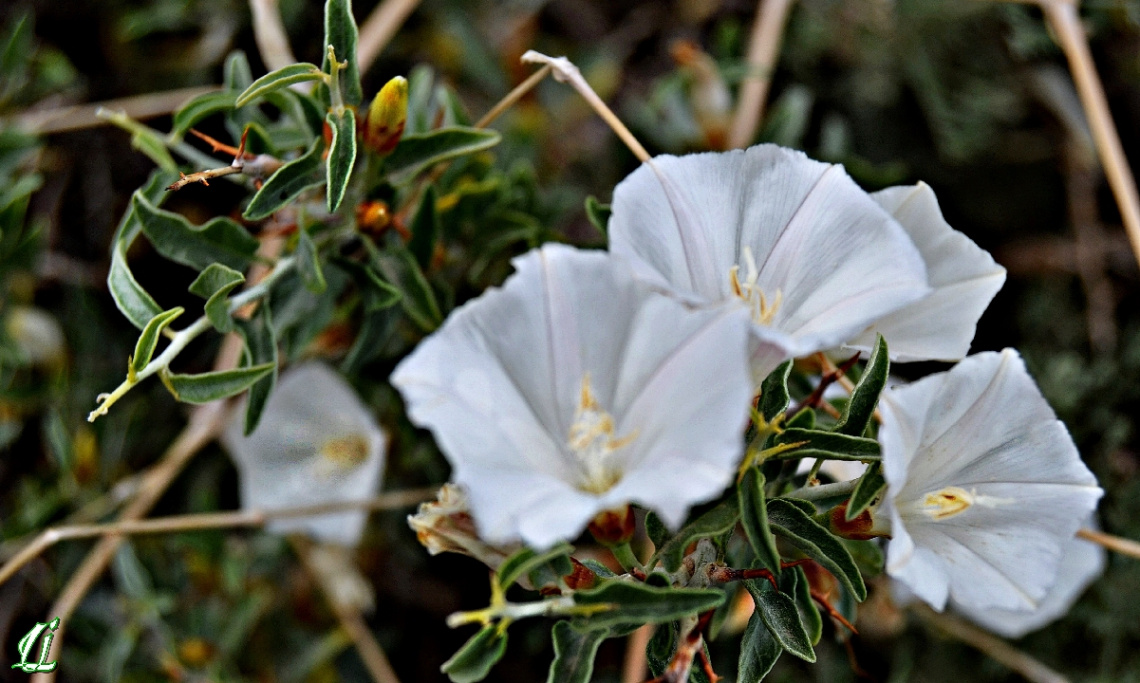 Wild White fairies....