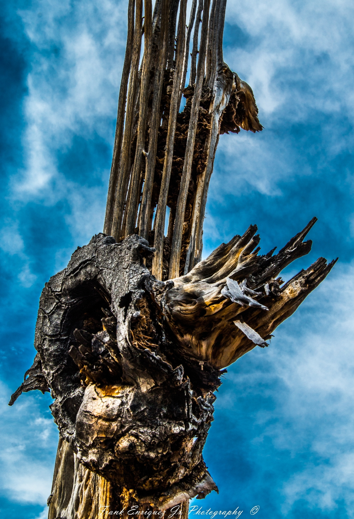 Old Saguaro Cactus