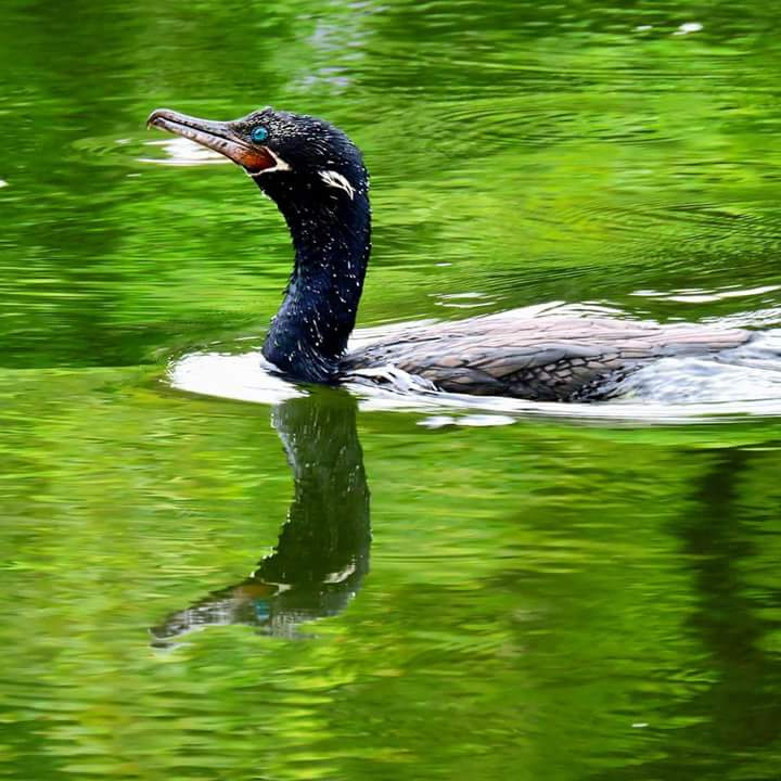 Reflex Biguá