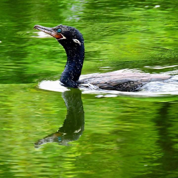 Reflex Biguá