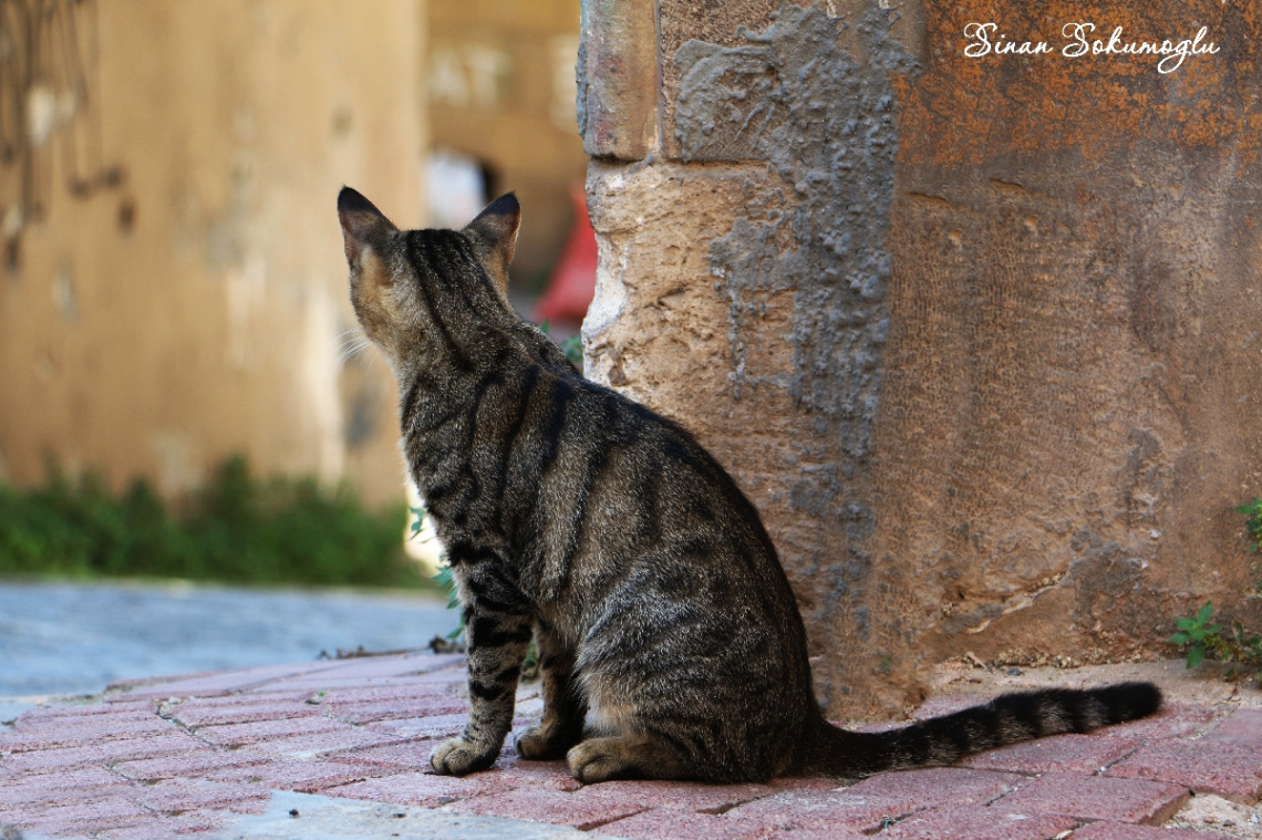 kedi 