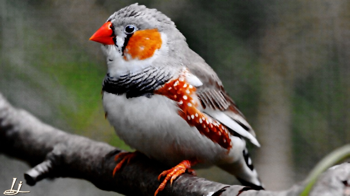Zeebra Finch