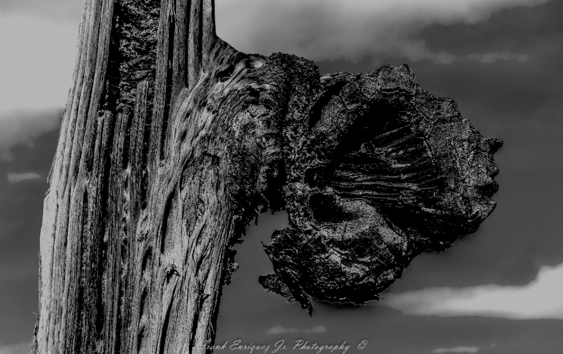 Dead Saguaro In Then Sonoran Desert