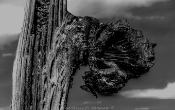 Dead Saguaro In Then Sonoran Desert