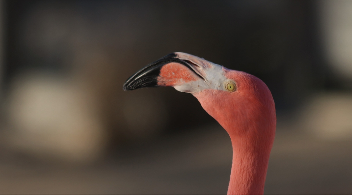 Flamingo´s moment