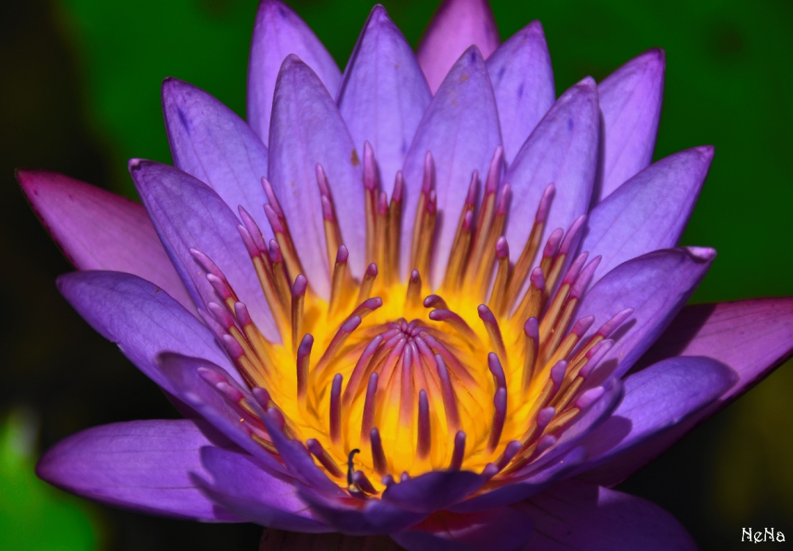 Nymphaea caerulea
