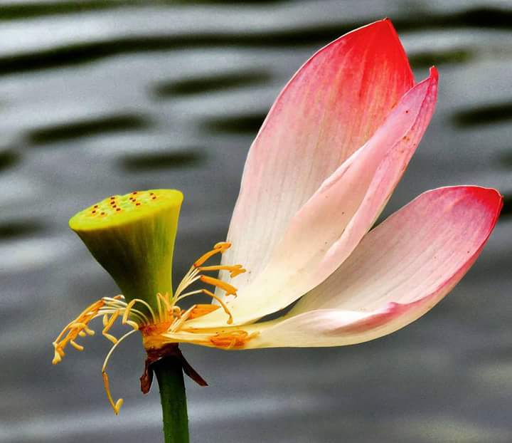 Flor de Lótus