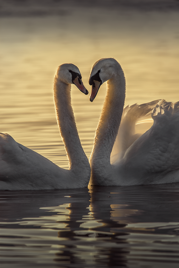 Love is in the air