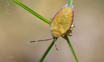 Insect