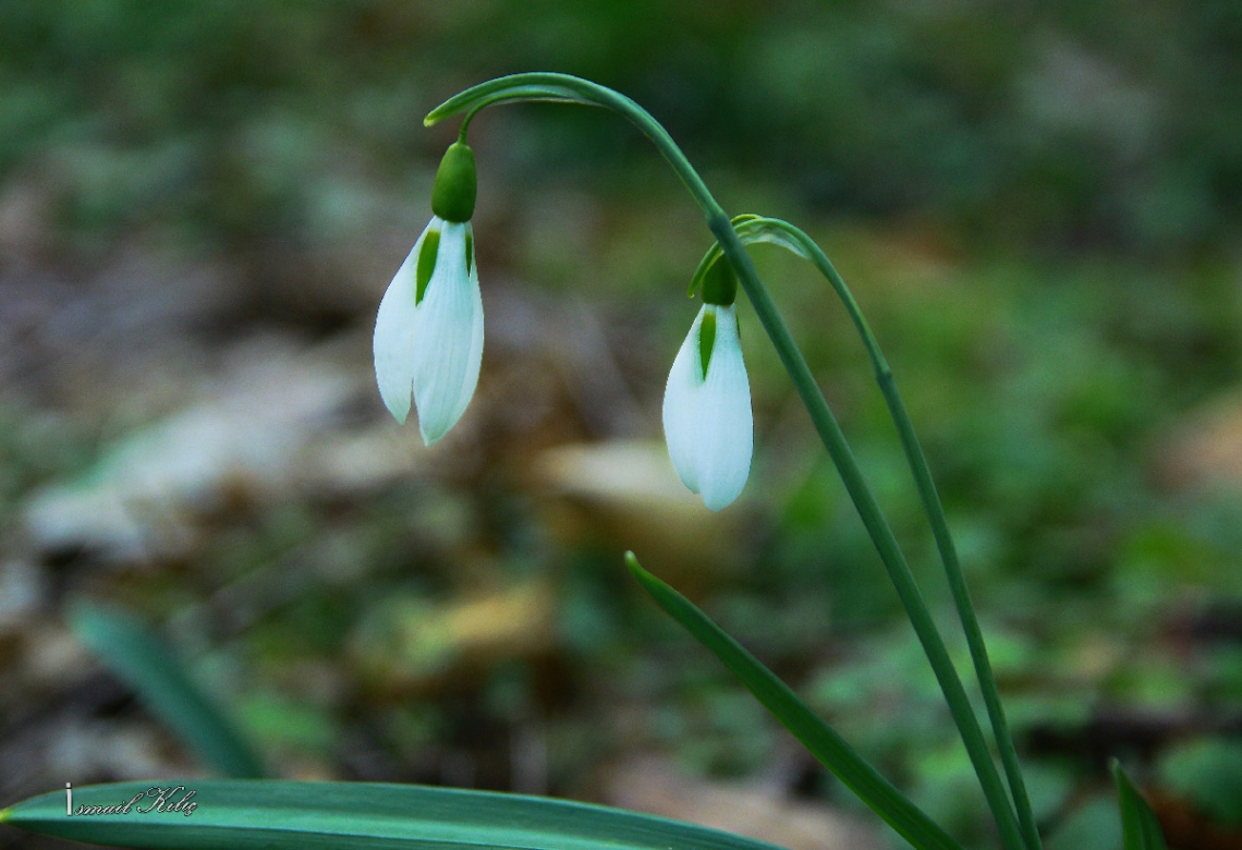 BAHARIN MÜJDECİSİ