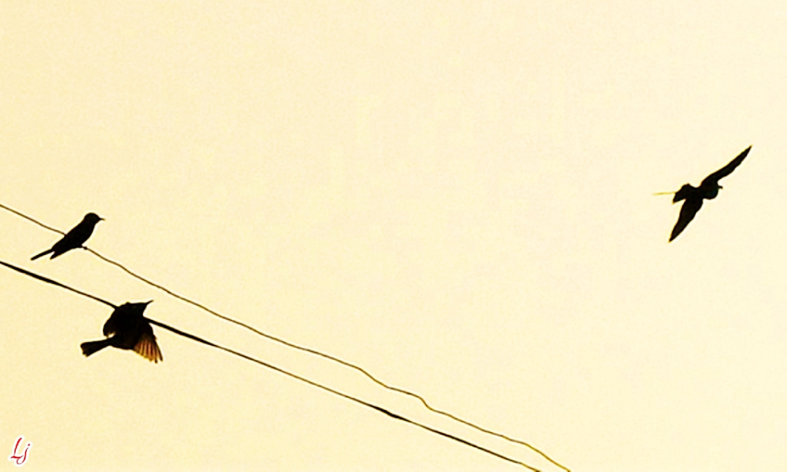 Bee-eaters