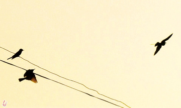 Bee-eaters