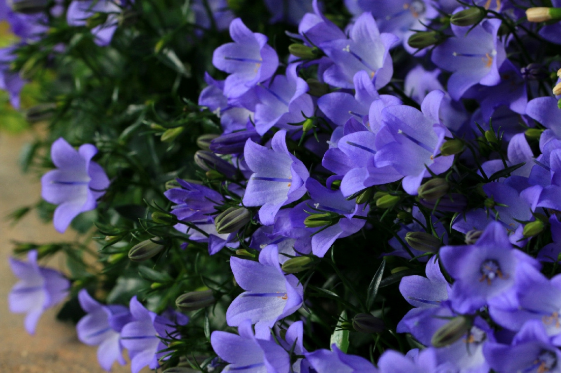 little blue