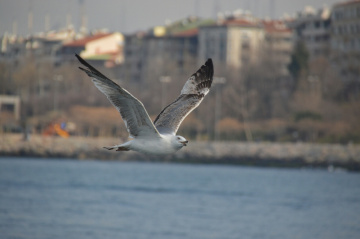 Martı 