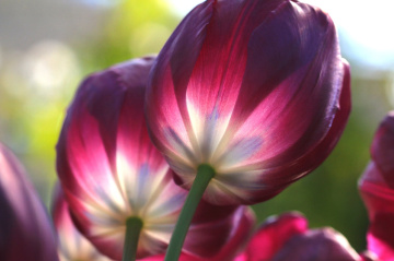 tulip