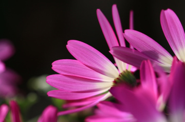 pink petals