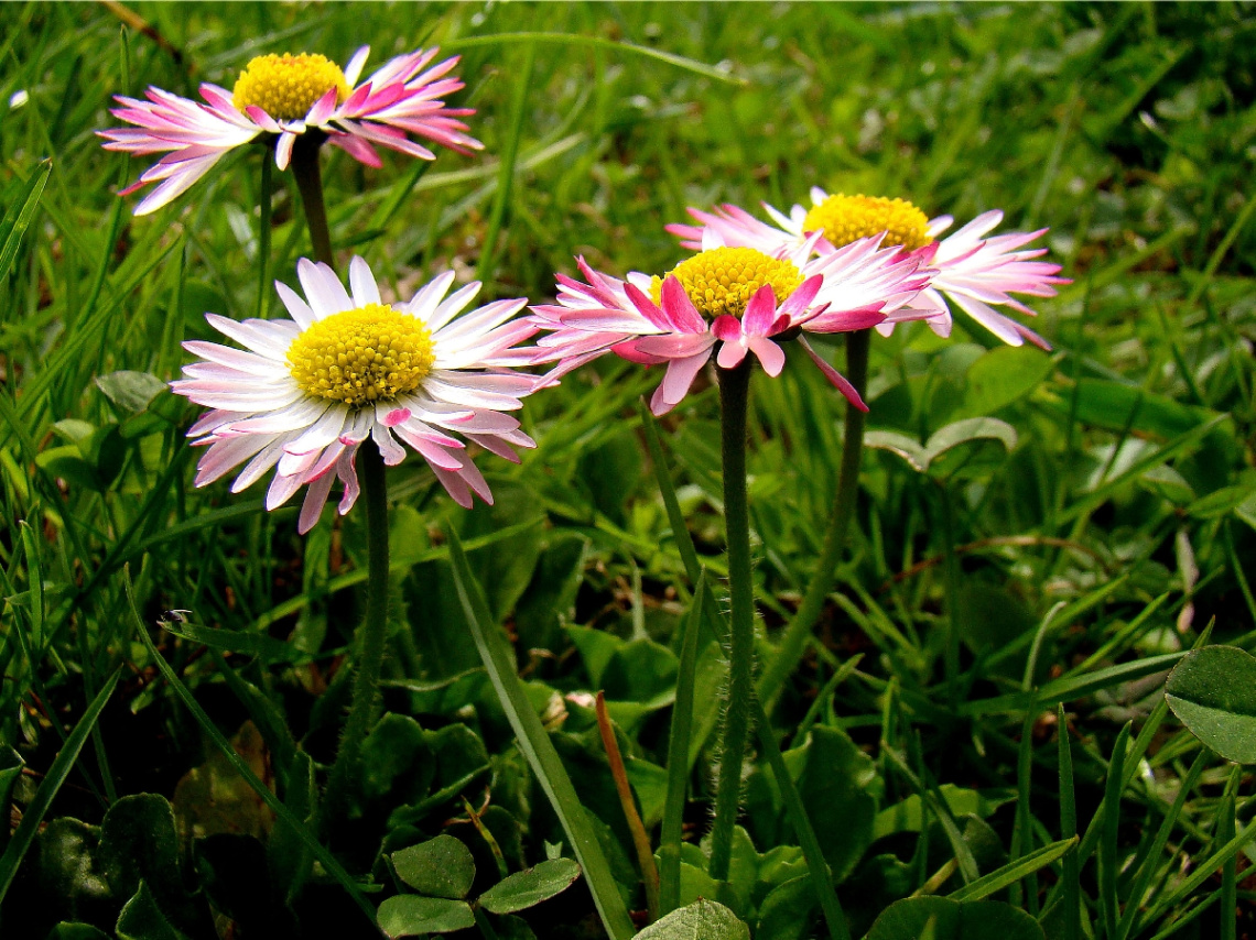 GÄNSEBLÜMCHEN