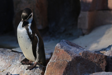 Penguin´s moment