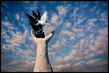 freedom