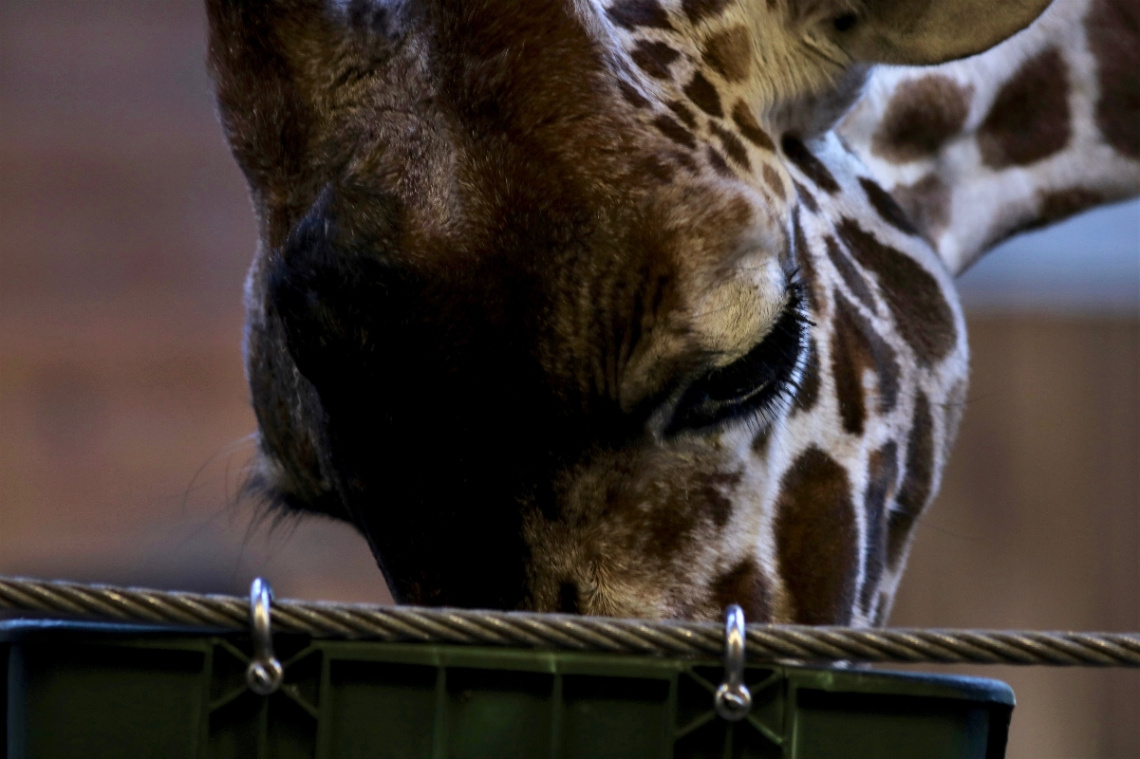 Giraffe's lunch
