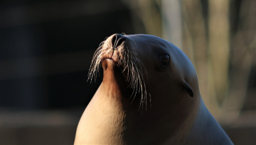 Close to a sea lion