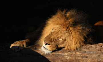 Sleepy King