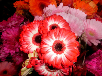 BLÜTEN