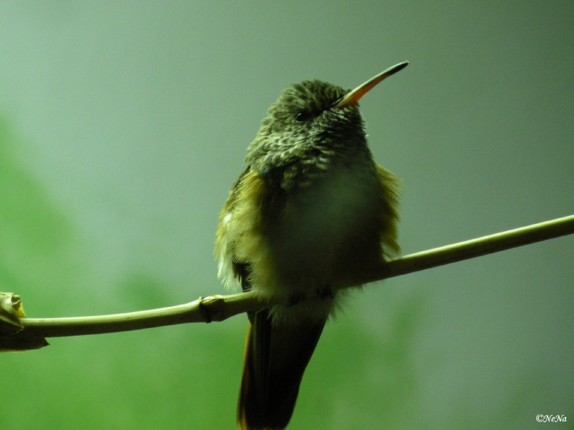 Glittering-bellied Emerald