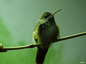 Glittering-bellied Emerald