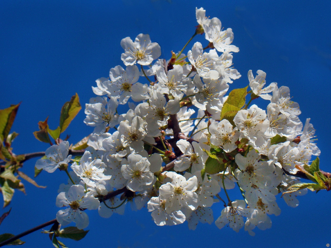 BLÜTEN 
