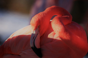 Close to a Flamingo