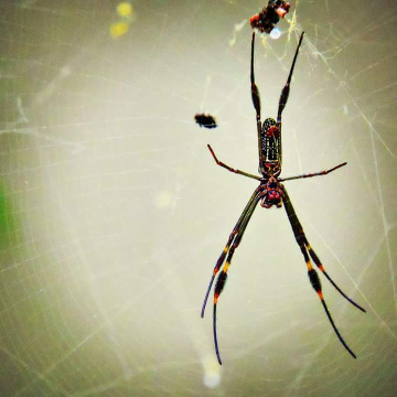 Spider