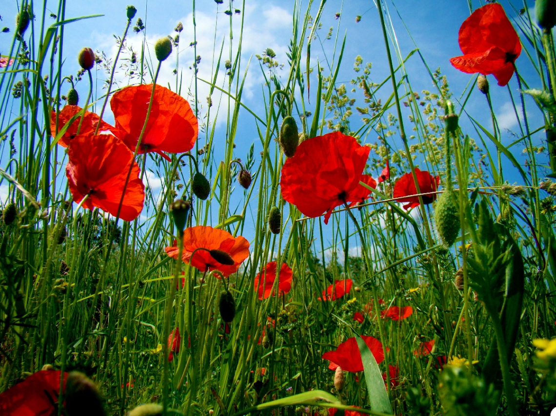 MOHNBLUMEN 