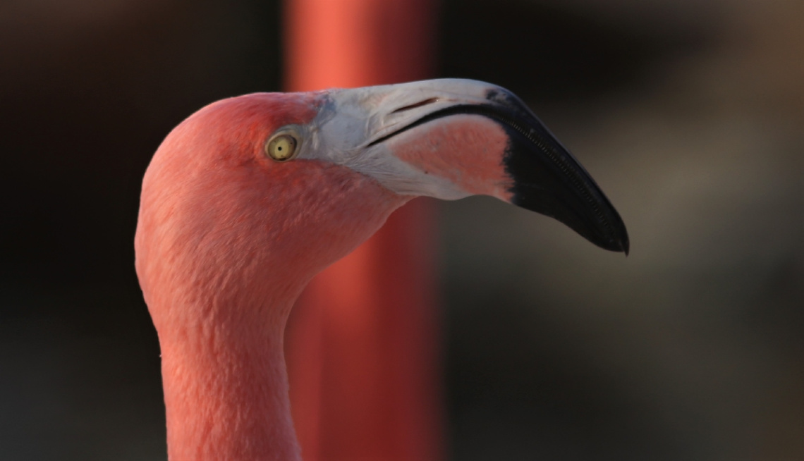 Close to a Flamingo