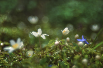 Springtime
