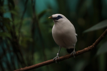 White and Blue
