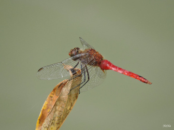 Red Dragonfly