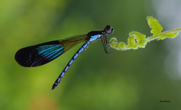 Damselfly