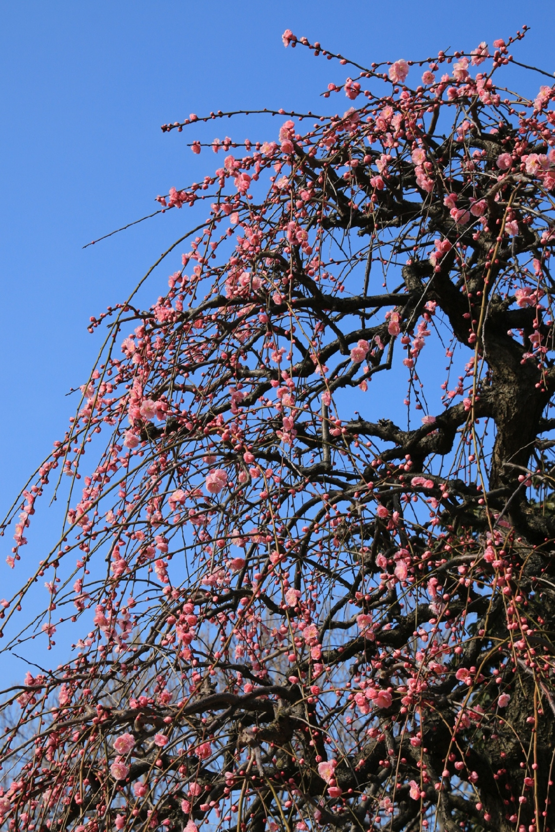 Spring has come !