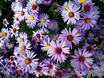 BLÜTEN 