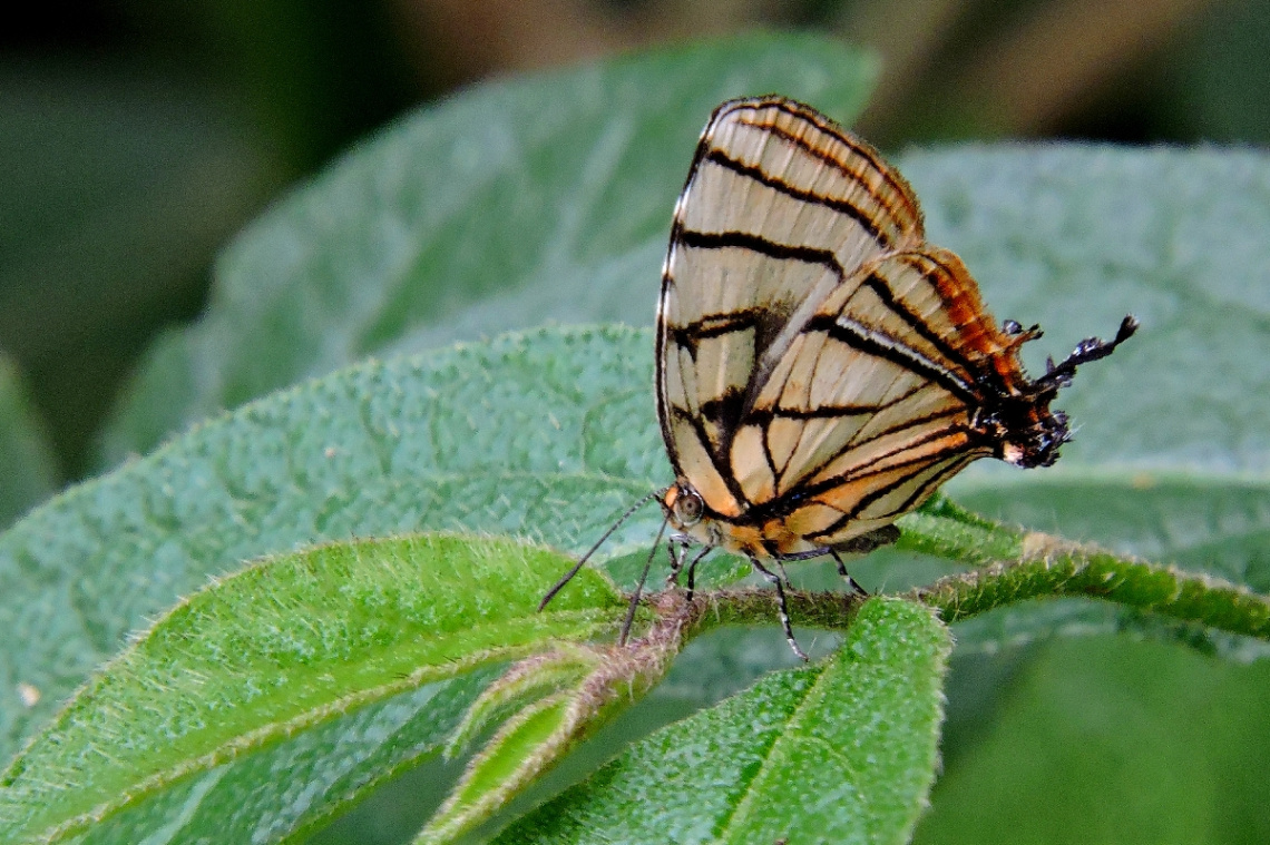 Spindasis rukmini