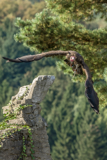 Hooded Vulture