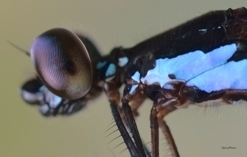 Dragonfly eyes