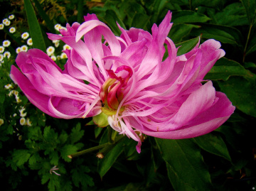 BLÜTE