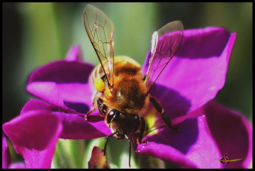 Bee