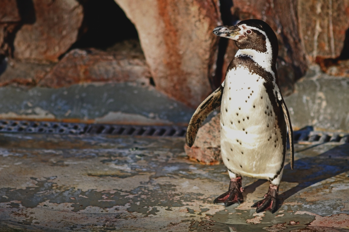 A penguins moment