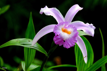 Orchid