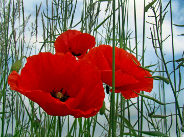 MOHNBLUMEN 