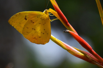 Yellow Butterfly