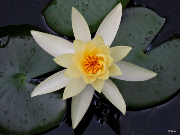 White Nymphaea 